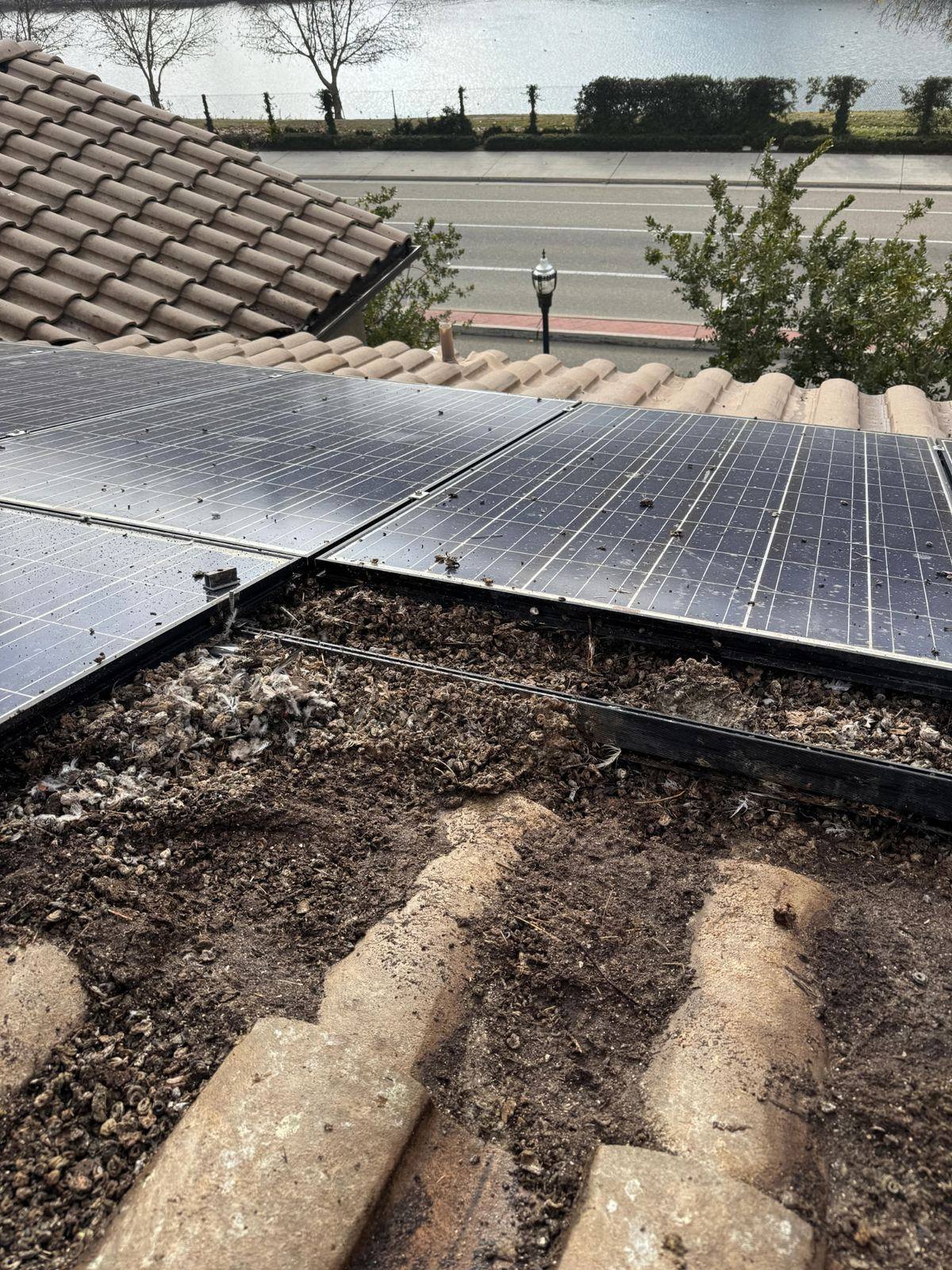 Why Solar Panels Attract Pigeons in Fresno