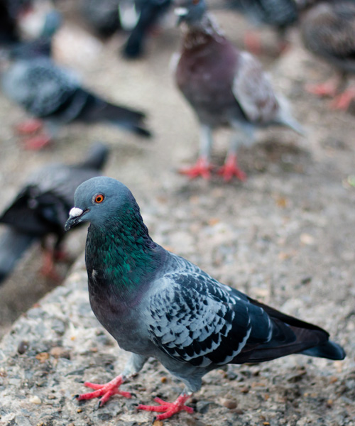 pigeon deterrent