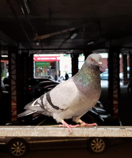 solar bird proofing