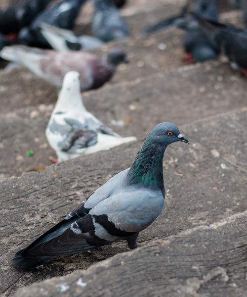 solar bird proofing