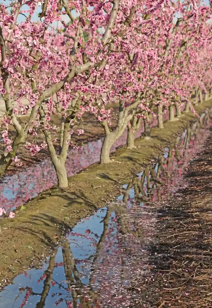 fresno blossom trail